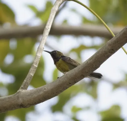 File:Anthreptes malacensis @ Kuala Lumpur.jpg