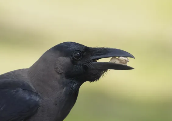 File:Corvus splendens insolens @ Kuala Lumpur (2) alternate crop.jpg