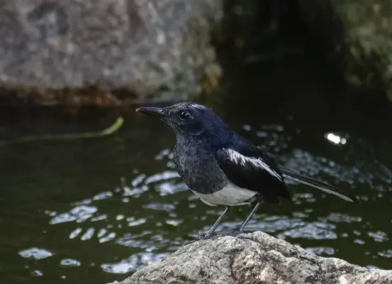 File:Copsychus saularis @ Kuala Lumpur 2.jpg