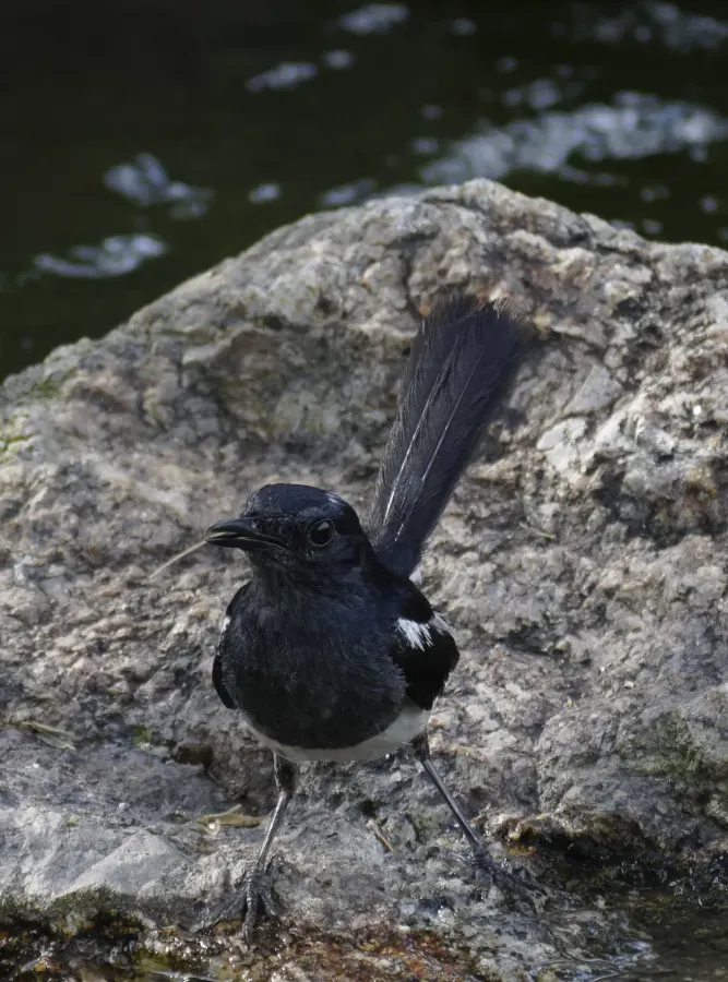 File:Copsychus saularis @ Kuala Lumpur 8.jpg