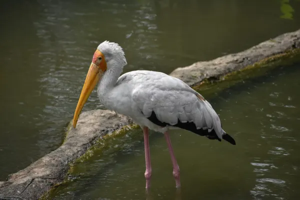 File:Mycteria cinerea @ KL.jpg