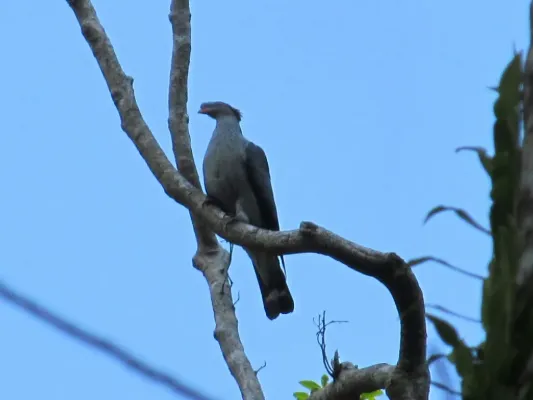 File:Lopholaimus antarcticus.jpg