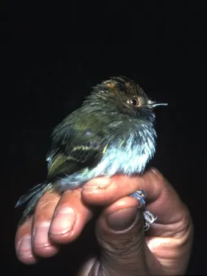 File:Lophotriccus pileatus - Ecuador.jpg