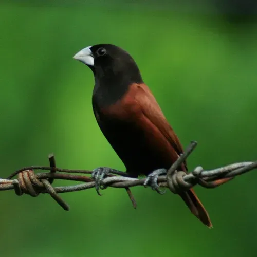 File:Lonchura atricapilla jagori -Cebu-8-3c.jpg