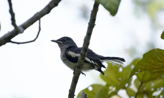 File:Copsychus saularis juvvy @ KL.jpg