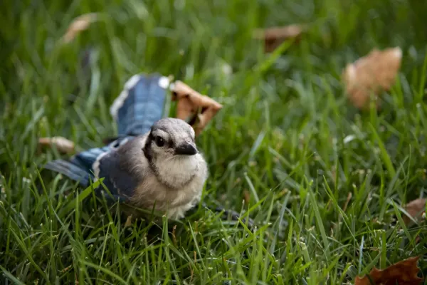 File:Cyanocitta cristata in my yard 5.jpg