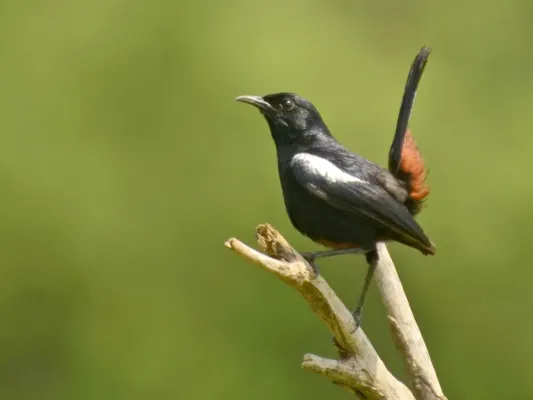 File:Copsychus fulicatus fulicatus, male, Coimbatore district.jpg