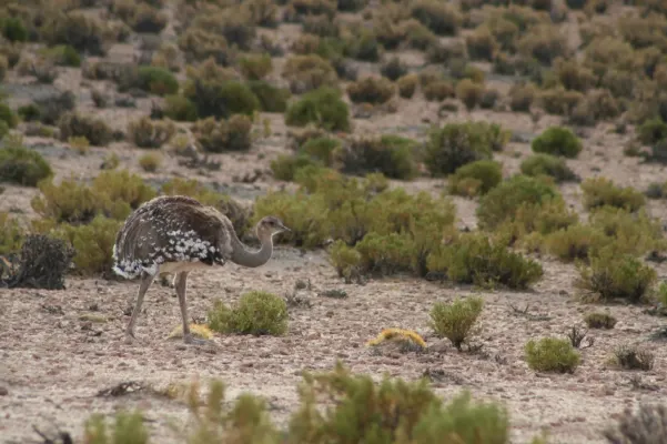 File:Ñandu - Rhea pennata (d'Orbigny, 1834) Pterocnemia pennata (codiferous).jpg