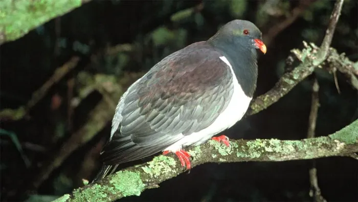 File:Chatham Island Pigeon (Hemiphaga chathamensis).jpg