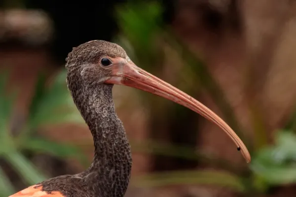 File:Eudocimus ruber - Loro Parque 01.jpg