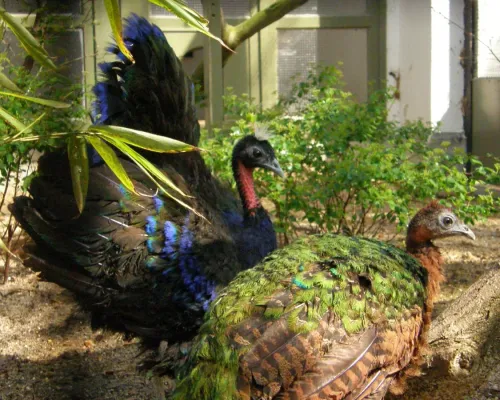 File:Afropavo congensis -Antwerp Zoo -pair-8a.jpg