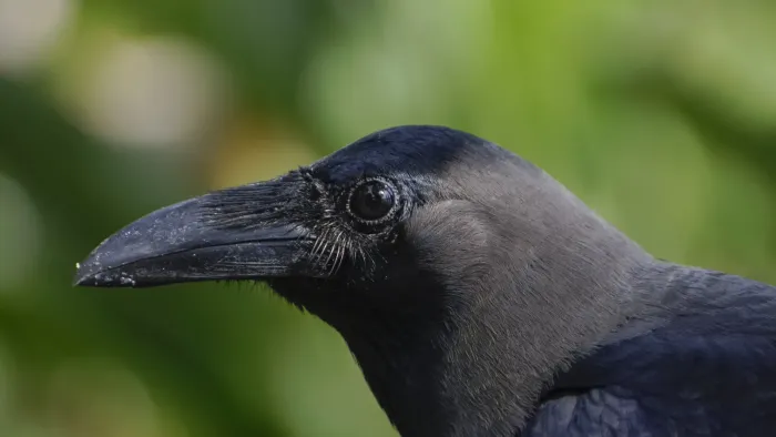 File:Corvus splendens head @ Kuala Lumpur (5s, p3).jpg