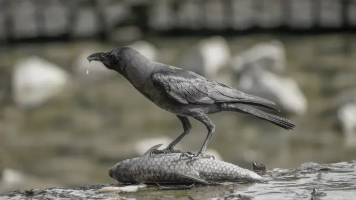 File:Corvus splendens feasting @ Kuala Lumpur (5s, p2).jpg