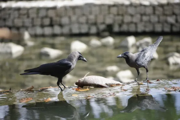 File:Corvus splendens @ Kuala Lumpur (4s, p7).jpg