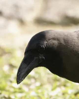 File:Corvus splendens @ Kuala Lumpur (4s, p12).jpg