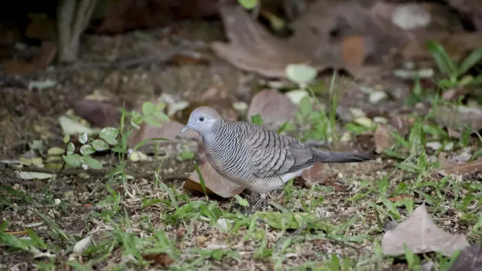File:Geopelia striata @ Kuala Lumpur (4s, p1).jpg