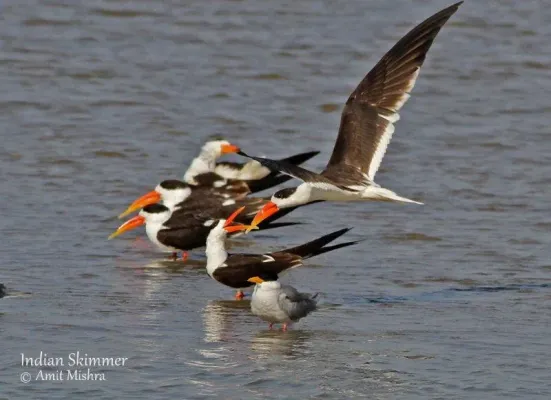 File:Rynchops albicollis in flight (106032563).jpg