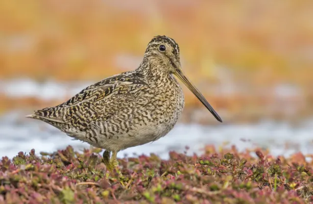 File:Gallinago stricklandii, Punta Arenas, Chile (260094433).jpg