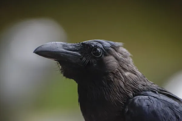 File:Wet Corvus splendens @ KL (4s, p2).jpg