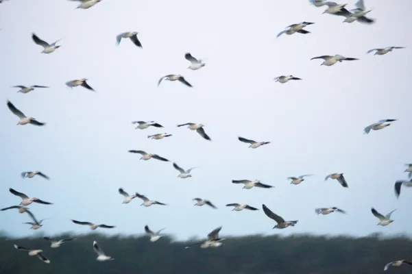File:Flock of Chroicocephalus maculipennis, and one Larus dominicanus, Concepción, Chile (37872156).jpg