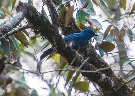 File:Aphelocoma unicolor, Mexico.jpg