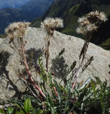 File:Jacobaea incana subsp carniolica RF.jpg