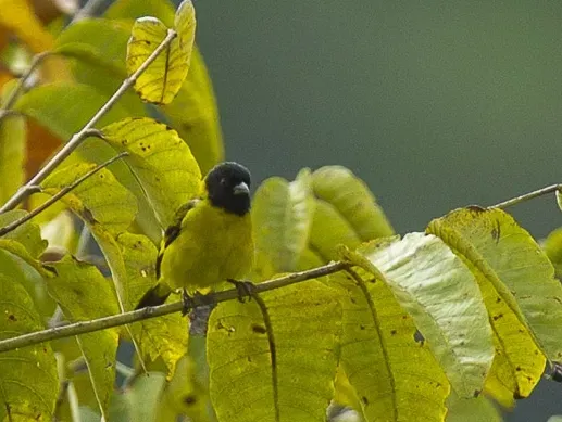 File:Spinus olivaceus male (cropped), Ecuador.jpg