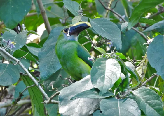 File:Aulacorhynchus albivitta (El Retiro, Antioquia.jpg