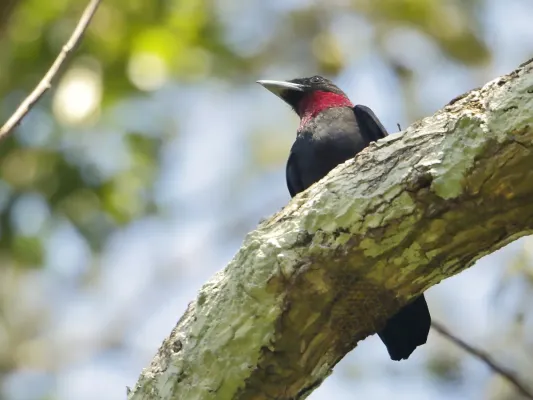 File:Querula purpurata - Purple-throated Fruitcrow (male); Xapuri, Acre, Brazil.jpg