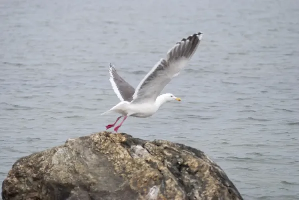 File:Larus schistisagus, Sakhalin (210203443).jpg