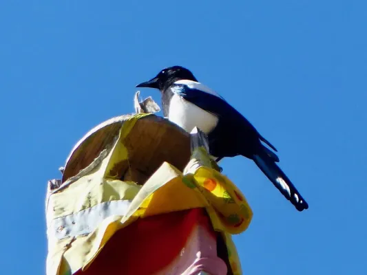 File:Black-rumped Magpie Pica bottanensis, Bumthang Valley, Bhutan.jpg