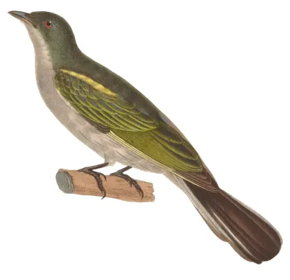 File:Indicator archipelagicus 1838, crop.jpg