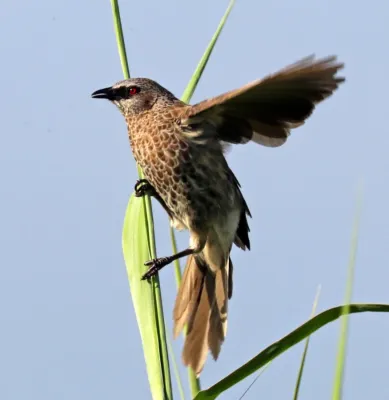 File:Hartlaub's babbler (Turdoides hartlaubii), crop.jpg