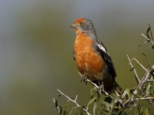 File:Phytotoma rutila - White-tipped plantcutter (male), Mar Chiquita, Córdoba, Argentina.jpg