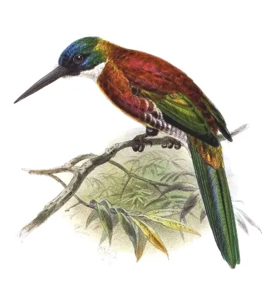 File:Galbula chalcothorax Keulemans, b.jpg