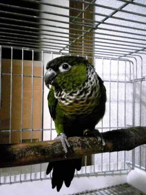 File:Pyrrhura rupicola -captive-6a.jpg