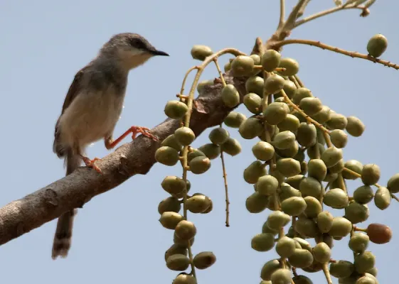 File:Grey-breasted Prinia (Prinia hodgsonii) eyeing Lannea coromandelica fruit W IMG 7890.jpg