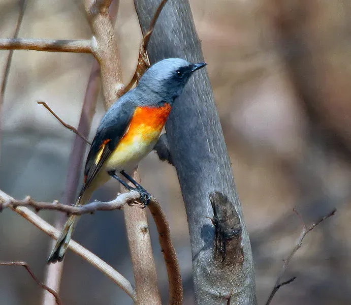 File:Small Minivet (Pericrocotus cinnamomeus) near Hyderabad W IMG 7666.jpg
