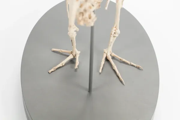 File:Diaphorapteryx hawkinsi (AM LB572) 601711.jpg