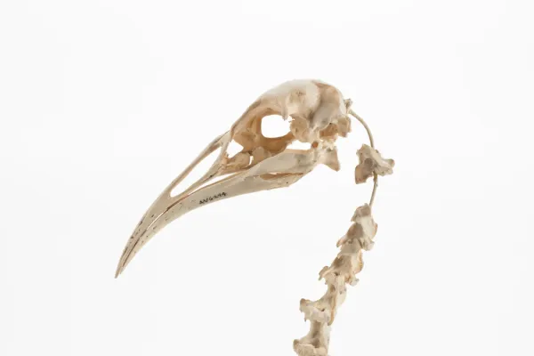 File:Diaphorapteryx hawkinsi (AM LB572) 601703.jpg