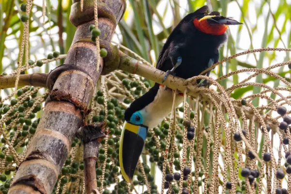 File:White Throated Toucan Ramphastos Tucanus Cuvieri (64151961).jpeg