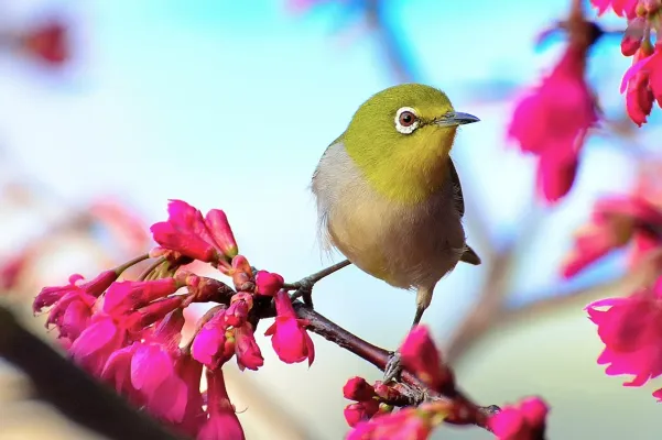 File:Zosterops simplex, Taiwan (64865787).jpg