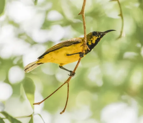 File:Cinnyris jugularis ornatus (p4, 4s).jpg