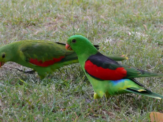 File:Aprosmictus erythropterus -Australia -pair-8.jpg