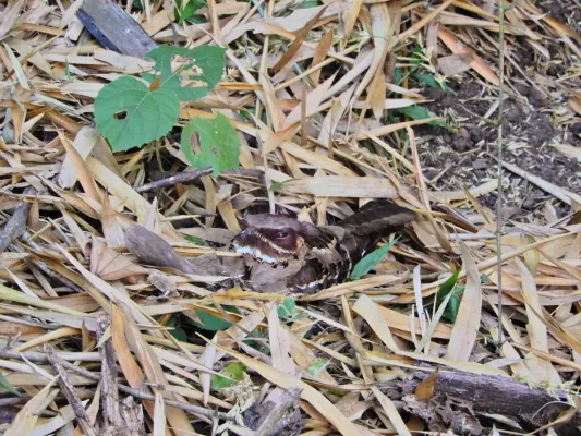 File:Jerdon's Nightjar (Caprimulgus atripennis) DSCN0976 01.jpg