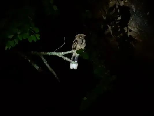File:Jerdon's Nightjar (Caprimulgus atripennis) DSCN0976 04.jpg