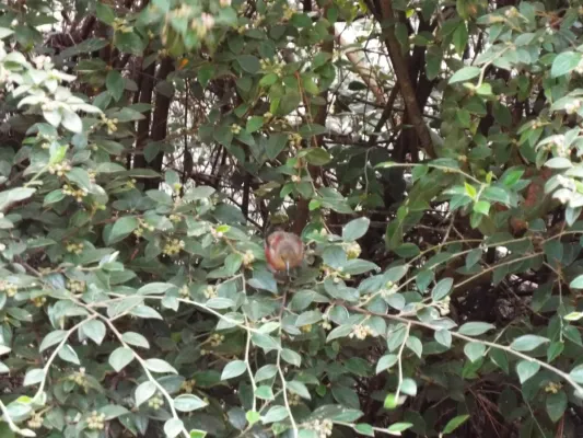 File:Starr-130807-0441-Cotoneaster pannosus-flowering habit with apapane Himatione sanguinea-Polipoli-Maui (24628986404).jpg