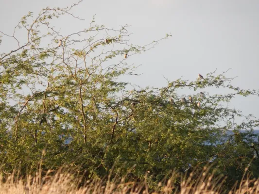 File:Starr-141217-2877-Prosopis pallida-branches with African silverbills Lonchura cantans-Honokanaia-Kahoolawe (25130966742).jpg