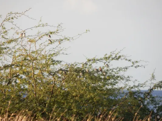 File:Starr-141217-2878-Prosopis pallida-branches with African silverbills Lonchura cantans-Honokanaia-Kahoolawe (24622437373).jpg