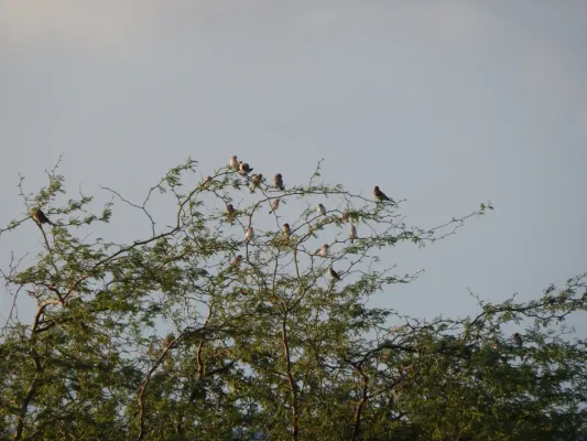 File:Starr-141217-2879-Prosopis pallida-branches with African silverbills Lonchura cantans-Honokanaia-Kahoolawe (25130970562).jpg